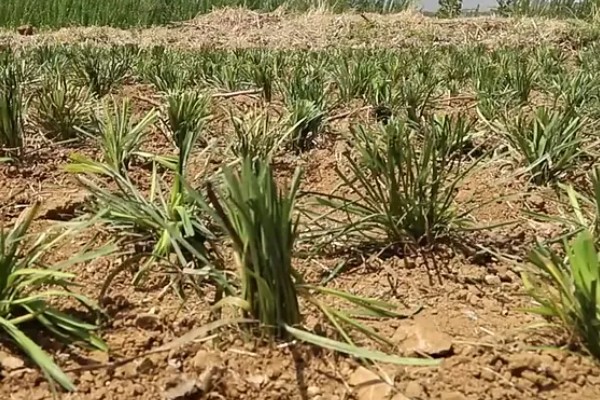 麦冬的种植技术，多用分株的方式进行繁殖
