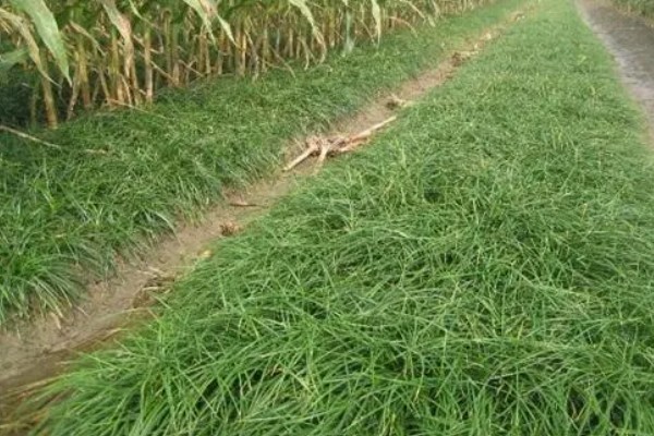 麦冬的种植技术，多用分株的方式进行繁殖