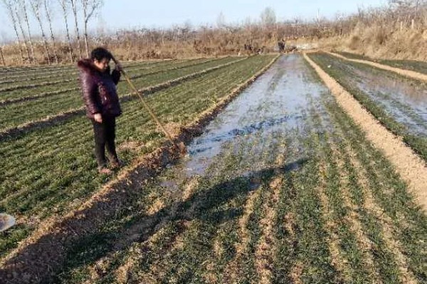麦冬的种植技术，多用分株的方式进行繁殖