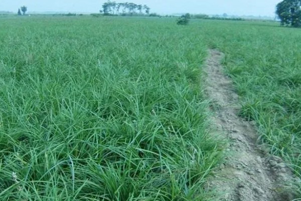 麦冬的种植技术，多用分株的方式进行繁殖