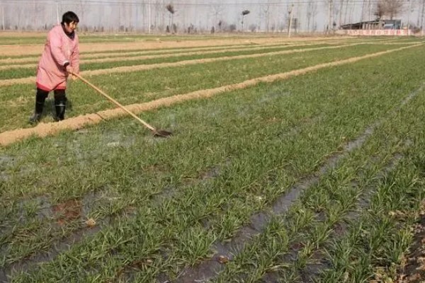 麦冬的种植技术，多用分株的方式进行繁殖