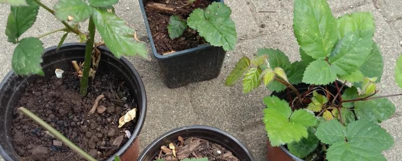 黑莓如何扦插，可使用硬枝扦插或嫩枝扦插