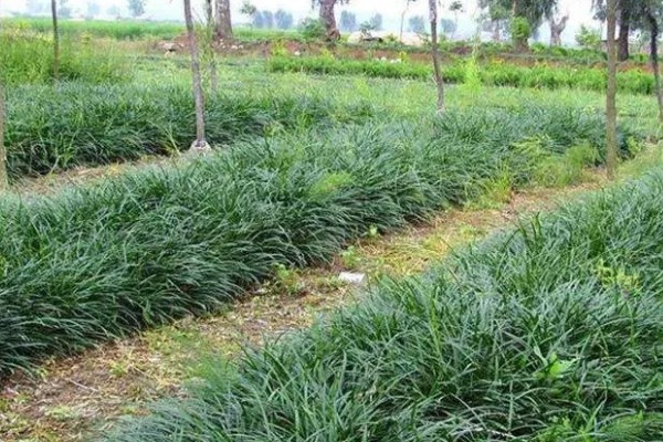 麦冬的种植技术，多用分株的方式进行繁殖