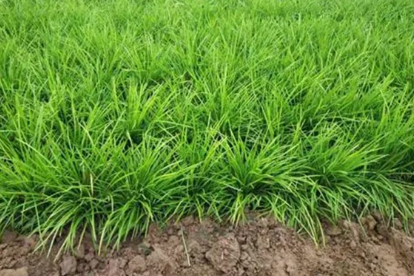 麦冬的种植技术，多用分株的方式进行繁殖