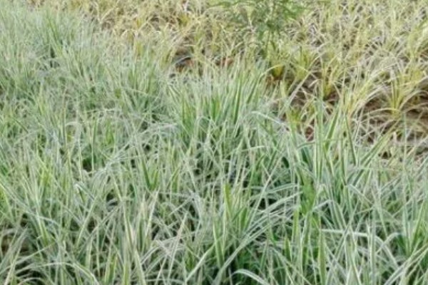 麦冬的种植技术，多用分株的方式进行繁殖