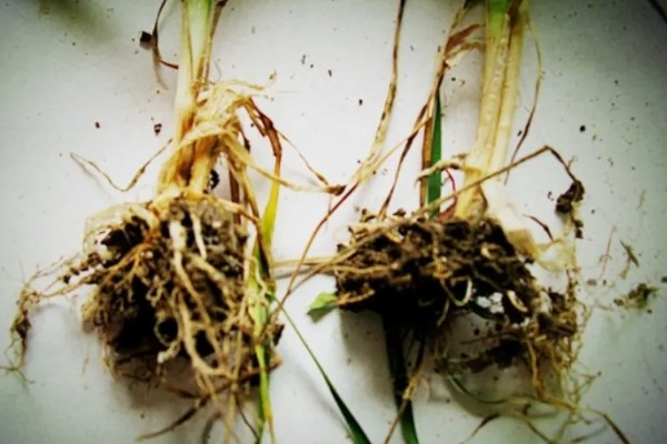 麦冬的种植技术，多用分株的方式进行繁殖