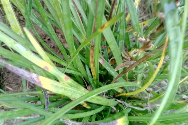 麦冬的种植技术，多用分株的方式进行繁殖
