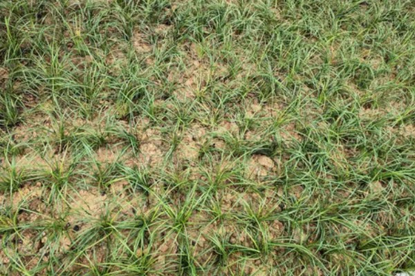麦冬的种植技术，多用分株的方式进行繁殖