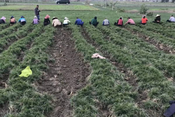 麦冬的种植技术，多用分株的方式进行繁殖
