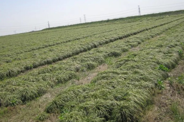 麦冬的种植技术，多用分株的方式进行繁殖