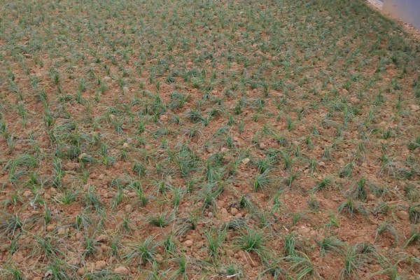 麦冬的种植技术，多用分株的方式进行繁殖