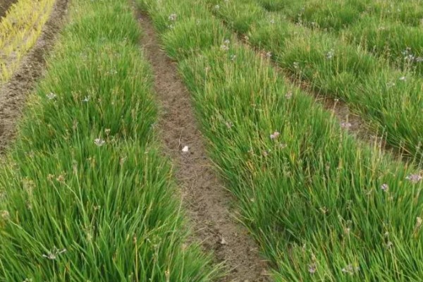麦冬的种植技术，多用分株的方式进行繁殖