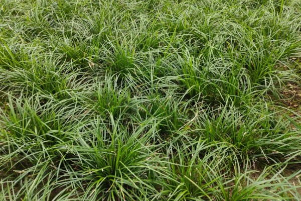 麦冬的种植技术，多用分株的方式进行繁殖