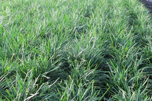 麦冬的种植技术，多用分株的方式进行繁殖