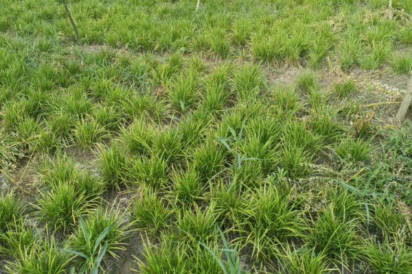 麦冬的种植技术，多用分株的方式进行繁殖