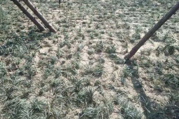 麦冬的种植技术，多用分株的方式进行繁殖