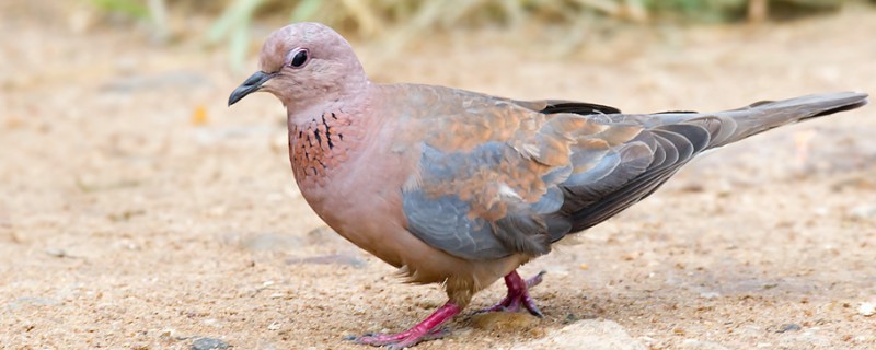 棕斑鸠是哪种鸟类，属于鸠鸽科、斑鸠属鸟类