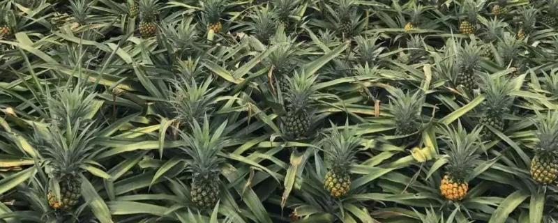 有哪些五月当季水果，有菠萝、荔枝等