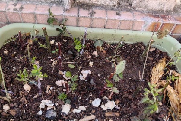 黑莓如何扦插，可使用硬枝扦插或嫩枝扦插