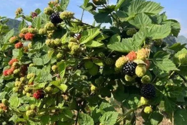 黑莓如何扦插，可使用硬枝扦插或嫩枝扦插