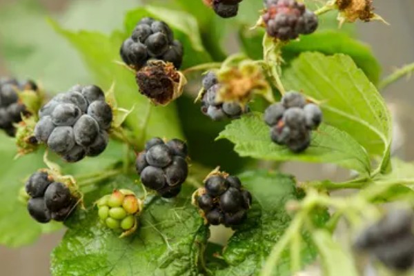 黑莓如何扦插，可使用硬枝扦插或嫩枝扦插