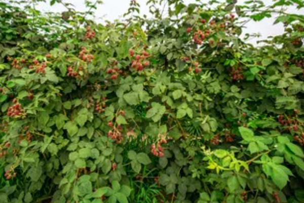 黑莓如何扦插，可使用硬枝扦插或嫩枝扦插