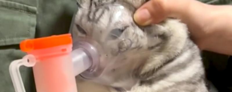 猫鼻支怎么搭配雾化用药，症状轻微可用0.9％的生理盐水做雾化