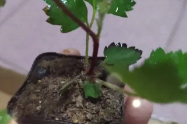 黑莓如何扦插，可使用硬枝扦插或嫩枝扦插