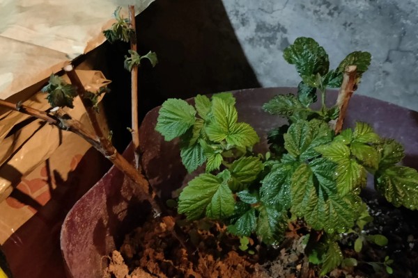 黑莓如何扦插，可使用硬枝扦插或嫩枝扦插