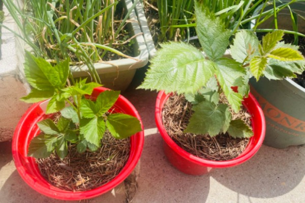 黑莓如何扦插，可使用硬枝扦插或嫩枝扦插