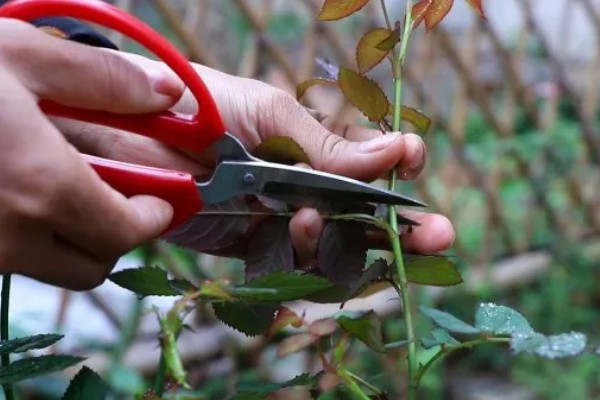 月季花为什么出现白色絮状物，很可能是发生了白粉病