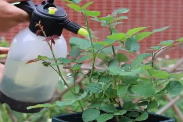 月季花为什么出现白色絮状物，很可能是发生了白粉病