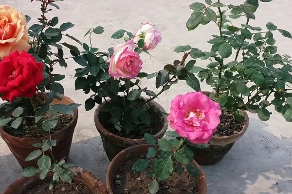 月季花为什么出现白色絮状物，很可能是发生了白粉病