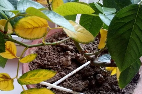 月季花为什么出现白色絮状物，很可能是发生了白粉病