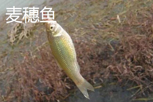 0.1号子线配多大的主线，一般建议搭配0.3号主线