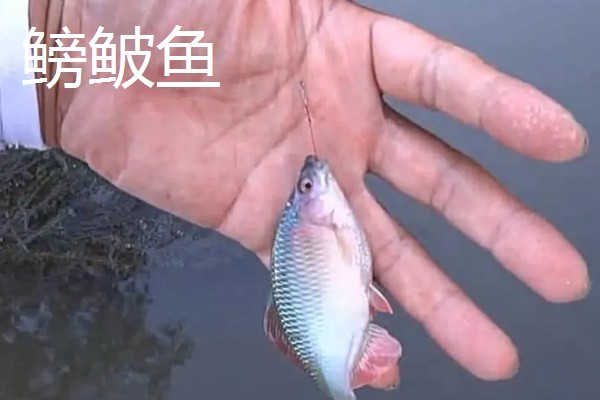 0.1号子线配多大的主线，一般建议搭配0.3号主线