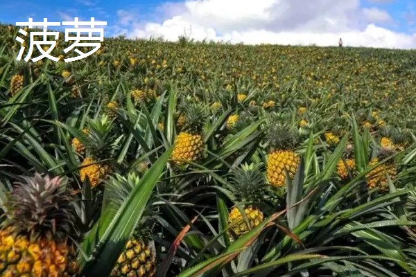 有哪些五月当季水果,有菠萝、荔枝等