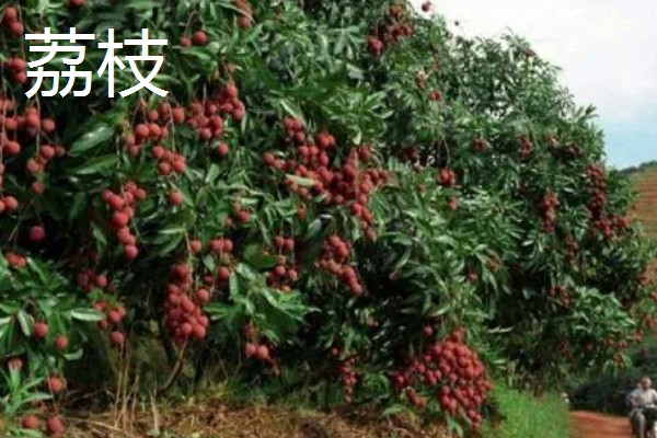 有哪些五月当季水果,有菠萝、荔枝等