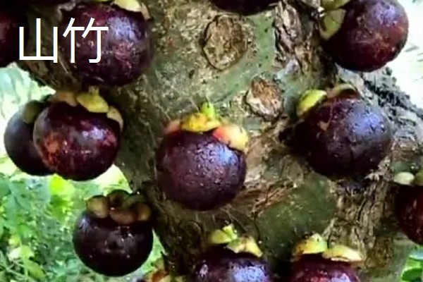 有哪些五月当季水果,有菠萝、荔枝等