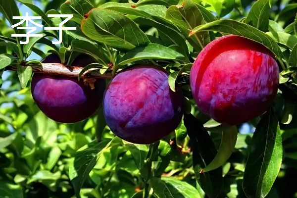 有哪些五月当季水果,有菠萝、荔枝等