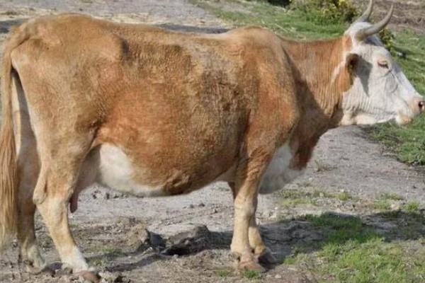 照顾怀孕母牛的方法，单独饲养可降低流产风险