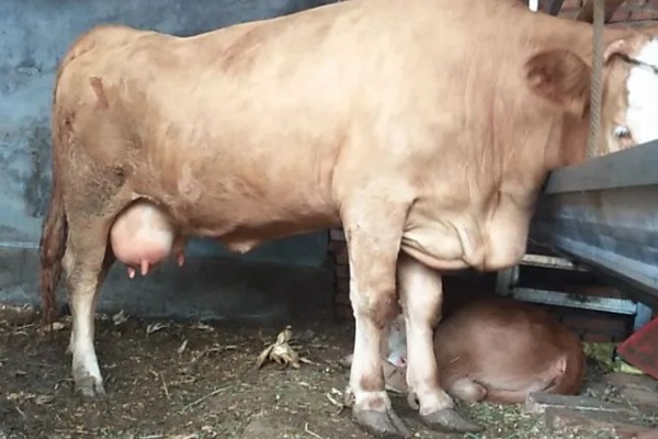 照顾怀孕母牛的方法，单独饲养可降低流产风险