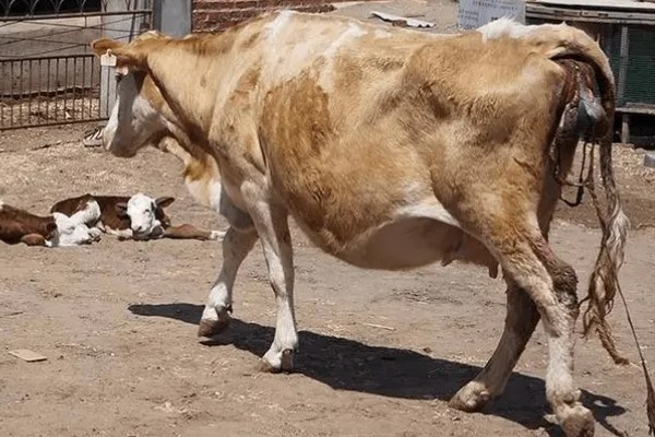 照顾怀孕母牛的方法，单独饲养可降低流产风险