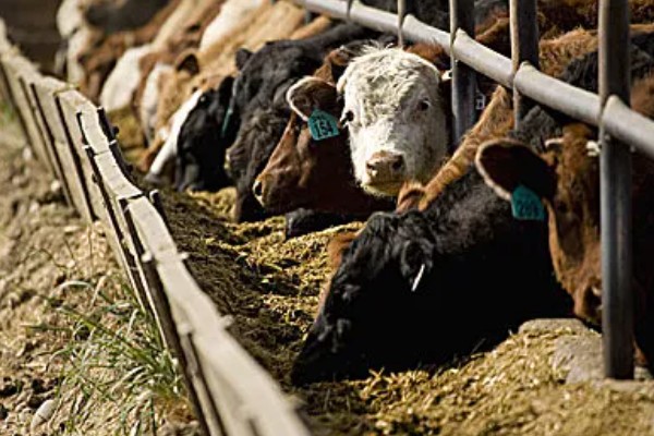 照顾怀孕母牛的方法，单独饲养可降低流产风险
