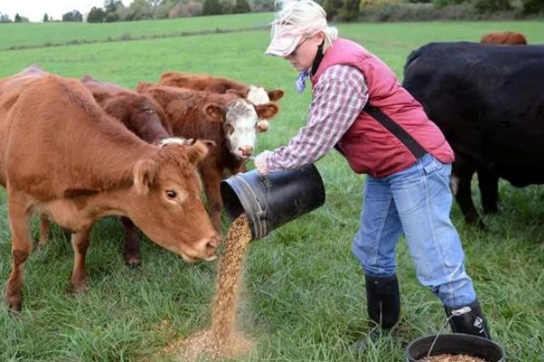 照顾怀孕母牛的方法，单独饲养可降低流产风险