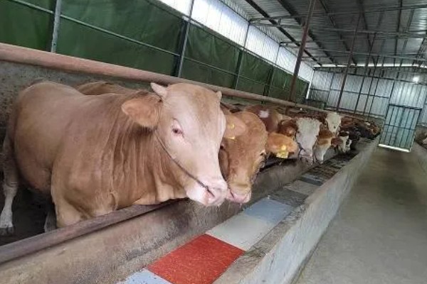 照顾怀孕母牛的方法，单独饲养可降低流产风险