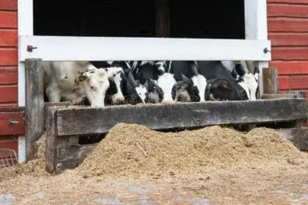 照顾怀孕母牛的方法，单独饲养可降低流产风险