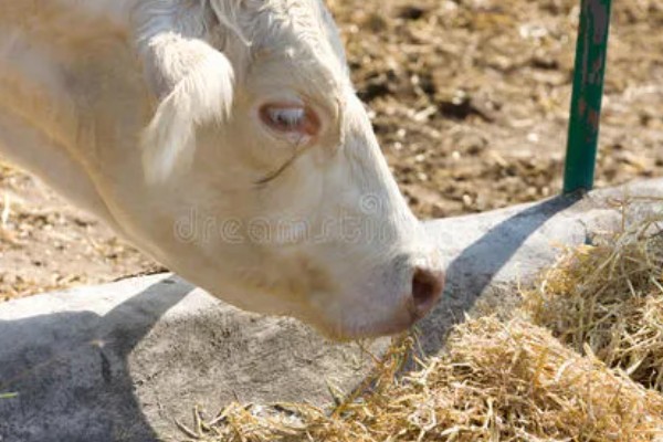 照顾怀孕母牛的方法，单独饲养可降低流产风险