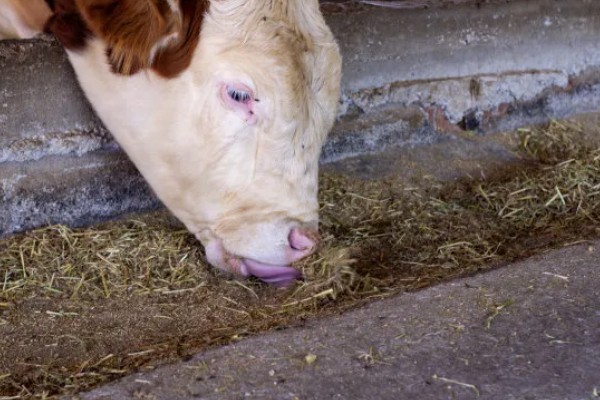 照顾怀孕母牛的方法，单独饲养可降低流产风险