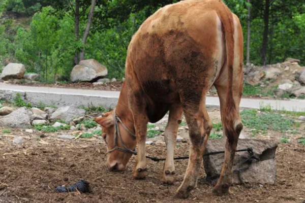 照顾怀孕母牛的方法，单独饲养可降低流产风险